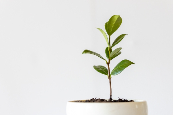 plant