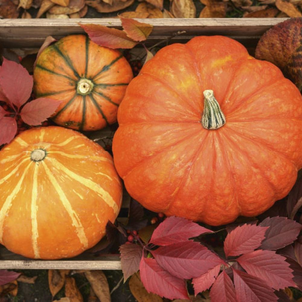 Calabazas entre hojas de otoño