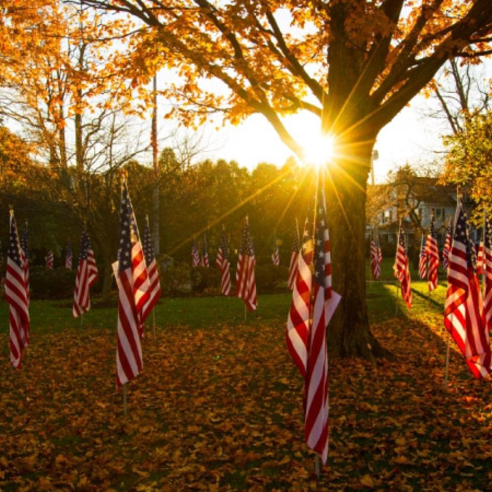 American flags on display in autumn for Veterans Day